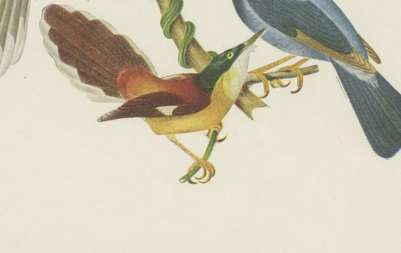 Swallow-Tailed Cotinga and Fruitcrow, Brazilian Bird Print, Descourtilz, 1944, view 5