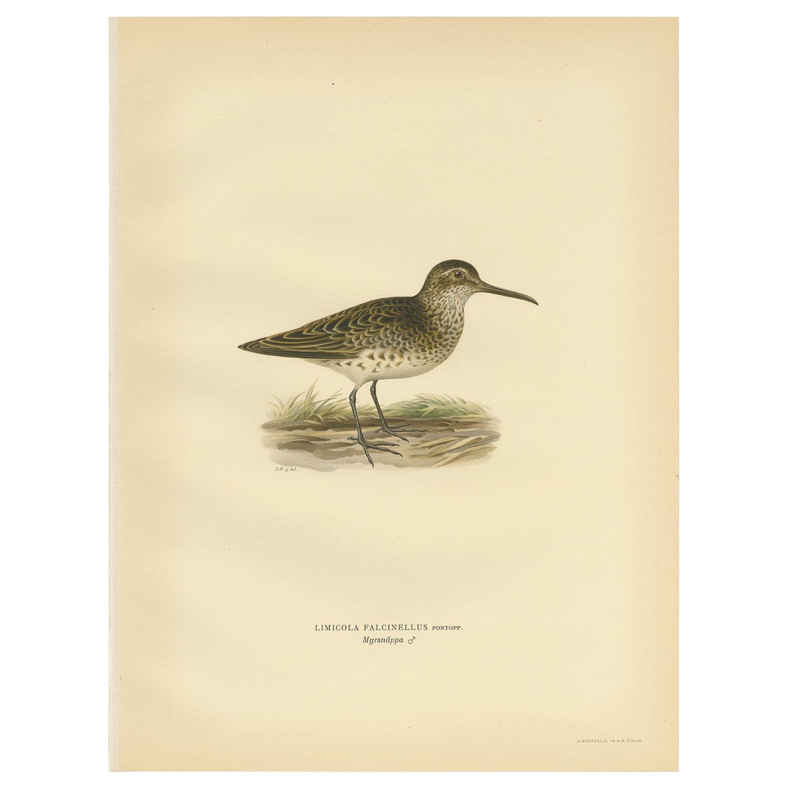 Antique Bird Print of the Broad-Billed Sandpiper, 'Male' by Von Wright '1929'