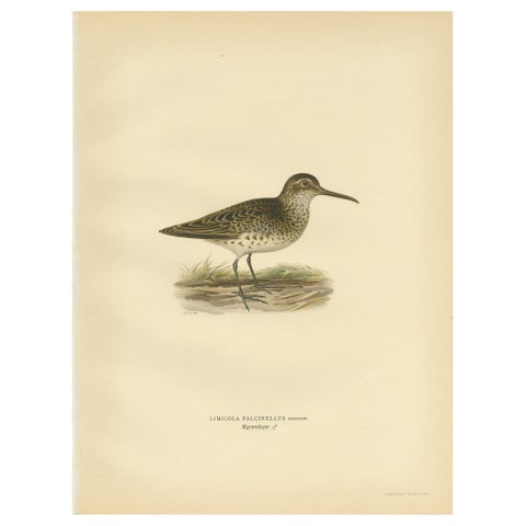 Antique Bird Print of the Broad-Billed Sandpiper, 'Male' by Von Wright '1929'