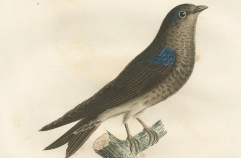 Feathered Sapphire: The Blue Swallow, A Vieillot Hand-Colored Print from 1807, close-up 3