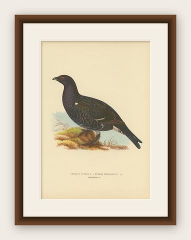 Antique Bird Print of a Hybrid Black Grouse by Von Wright, 1927, shown framed