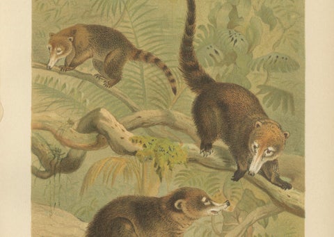 White-Nosed Coati, Antique Tropical Animal Chromolithograph, 1894, close-up 5