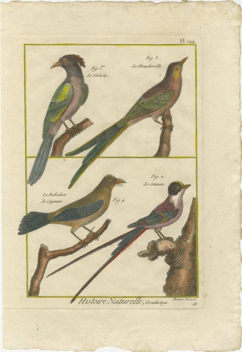 Hand-Colored Engraving of Exotic Tropical Birds from Histoire Naturelle, 1790, view 2
