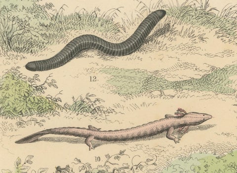 Amphibians Print: Frogs, Salamanders, Axolotl & Caecilian, Antique 1867, close-up 5