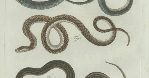 Original Antique Print of Three European Snakes by Bertuch, 1802, close-up 6