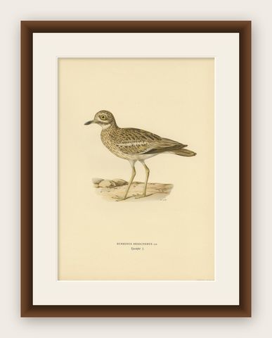 Antique Bird Print of the Eurasian Stone-Curlew by Von Wright, 1927, shown framed