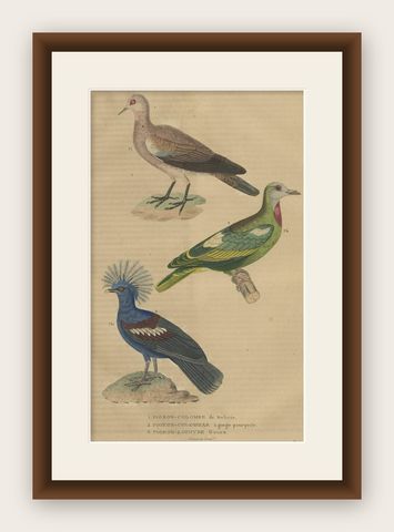 Handcolored Print of a Ground Dove, African Green Pigeon & Crowned Pigeon, 1845, shown framed