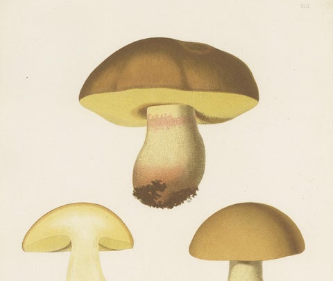 Antique Mycology Print of Hemileccinum Impolitum by E.M. Fries, circa 1860, view 3