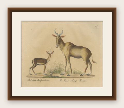 Antique Antelope Lithograph by Karl Joseph Brodtmann, 1816, shown framed