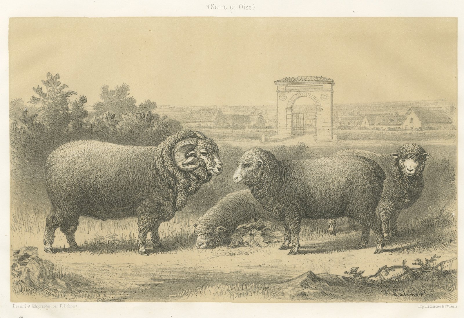 Rambouillet Merino Rams and Ewes of 1873, Antique Sheep Print