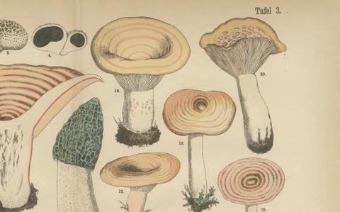 Morel & Funnel Mushrooms, Antique Botanical Lithograph by Fünfstück, 1885, close-up 5