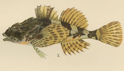 Fourhorn Sculpin and Long-Spined Bullhead - Intricate Scandinavian Fish Litho, close-up 4