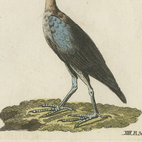 Scarlet Ibis and Other Ibises, Antique Bertuch Print, Vienna, circa 1812, close-up 6