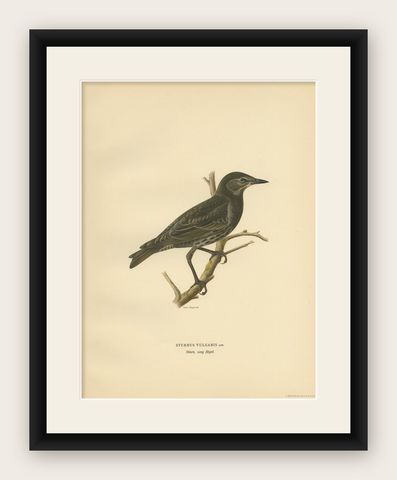 Antique Bird Print of the Common Starling, 1927, shown framed