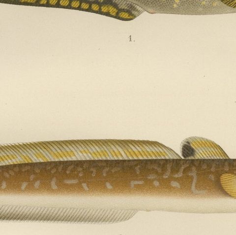 Burbot, Ling, and Blue Ling - Unique Scandinavian Eel-like Fish Lithograph, 1895, close-up 6