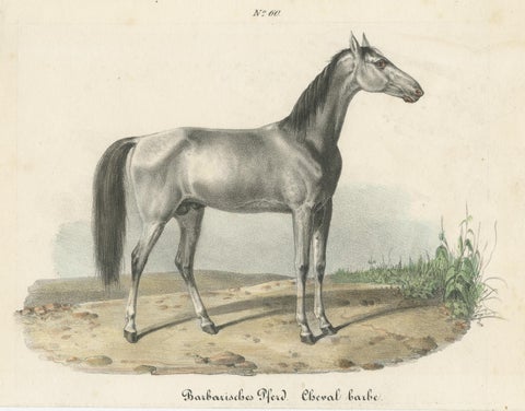 Antique Horse Print of a Barbary Horse, circa 1827, view 3