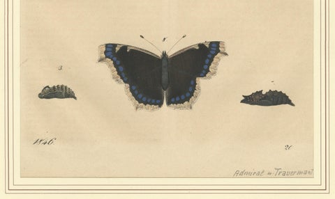 "Admiral Butterfly Lifecycle" - Hand-Colored Natural History Plate (1846), close-up 1