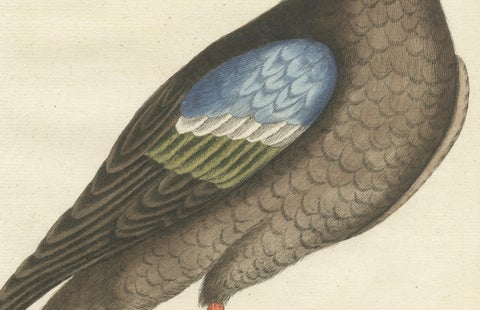 Hand-Colored Engraving of the American Duck with Broad Bill by Seligmann, c.1770, close-up 2