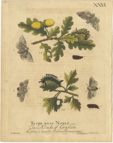 Antique English Moths with Oak Leaves, Hand-Colored Entomology Engravings 1720, view 3