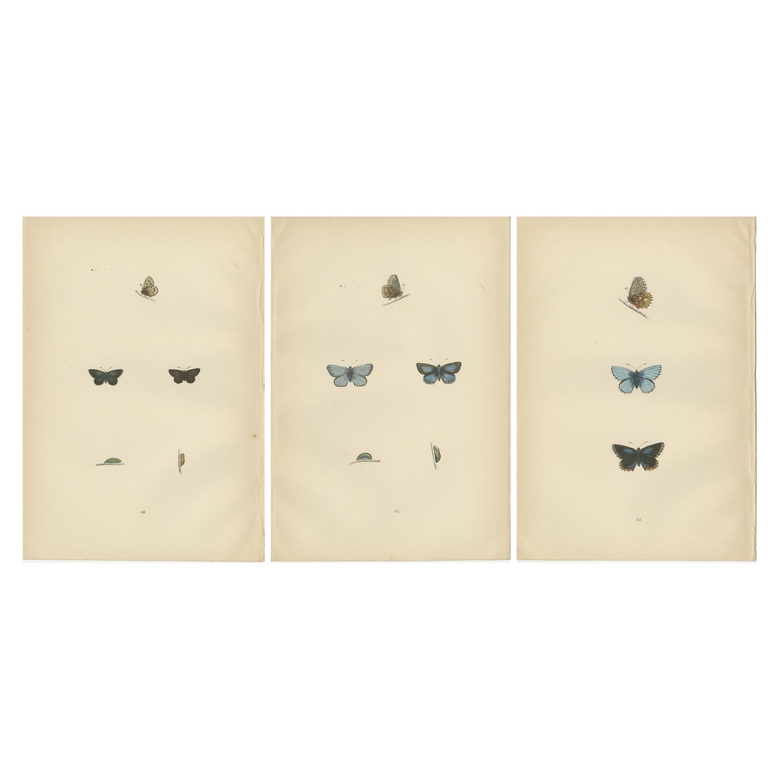 British Handcolored Lepidoptera: Treasures from A History of British Butterflies