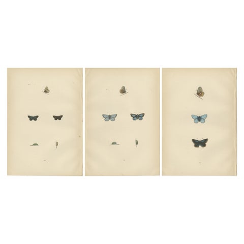British Handcolored Lepidoptera: Treasures from A History of British Butterflies