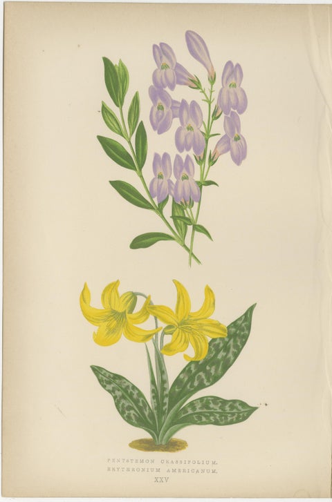 Antique Botanical Triptych with Erythronium Americanum and Bellflower c1870, view 2