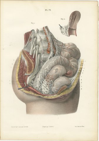 Nerves of the Male Pelvic Viscera, Antique Hirschfeld Anatomy Print, 1866, view 2