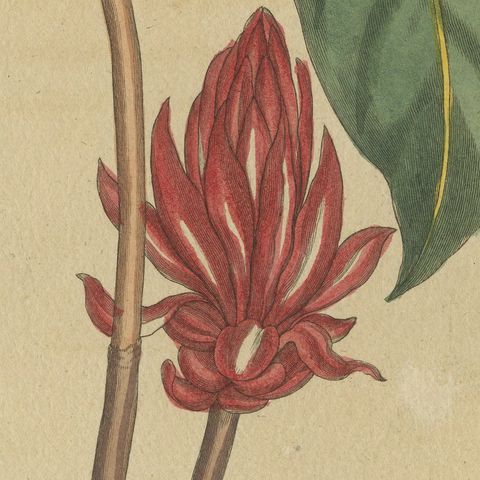 Flowering Shrub with Red Blossom, Antique Bertuch Print, circa 1815, close-up 5
