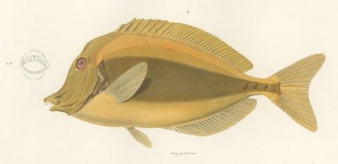 Mackerel Jack and Surgeonfish, Decorative Antique Sea Life Lithograph, 1846, close-up 2