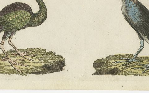 Scarlet Ibis and Other Ibises, Antique Bertuch Print, Vienna, circa 1812, close-up 2