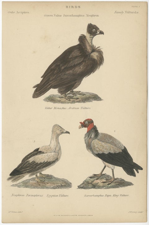 Old Bird Prints of The Arabian Vulture, Egyptian Vulture and King Vulture, c1860, view 2