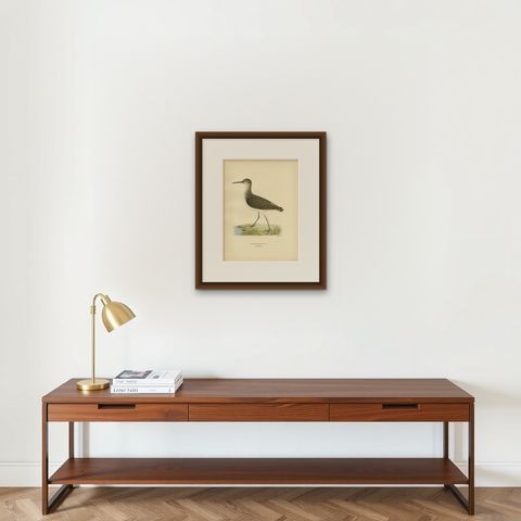 Antique Bird Print of the Green Sandpipe by Von Wright, 1929, shown framed on a wall