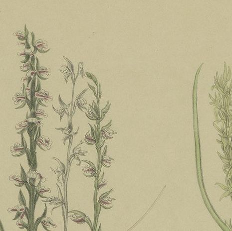 Antique Botany Print of the Short-Lip Leek Orchid & Alpine Leek Orchid, '1884', close-up 1