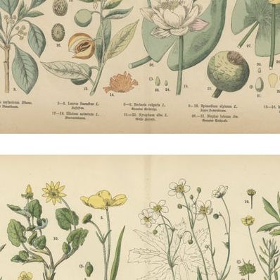 Antique Botanical Prints Set, German Wildflower Atlas Plates, Stuttgart 1885, close-up 2