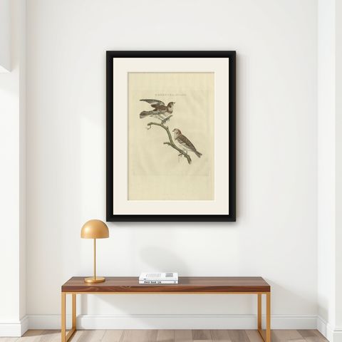 Emberiza nivalis, Antique Snow Bunting Print by Nozeman & Sepp, 1809, shown framed on a wall