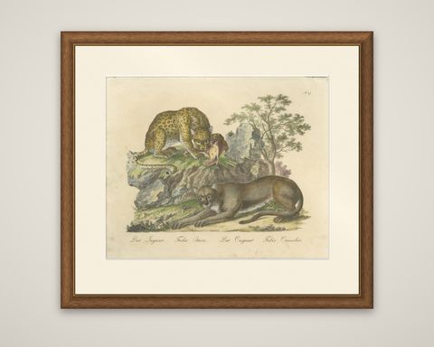 Antique Jaguar & Cougar Lithograph by Karl Joseph Brodtmann, 1816, shown framed