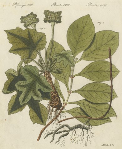 Ipecacuanha and Contrayerva Medicinal Roots, Antique Bertuch Print, circa 1812