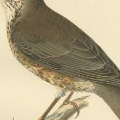 Antique Bird Print of the Hybrid of the Fieldfare and the Song Thrush, 1927, close-up 2