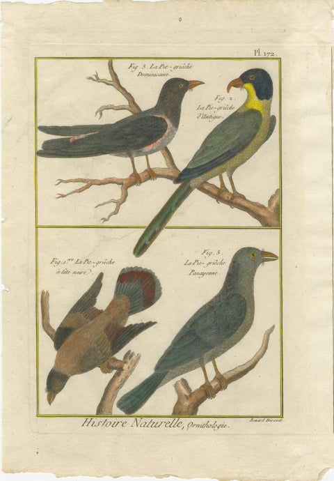 Hand-Colored Engraving of Shrike Species from the Caribbean and Southeast Asia, view 2