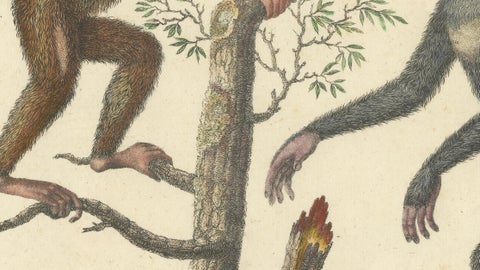 Antique Orangutan & Chimpanzee Lithograph by Karl Joseph Brodtmann, 1816, close-up 4