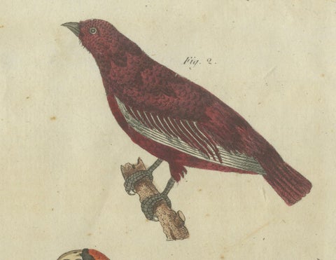 Vibrant 1805 Handcolored Engraving of Tropical Birds from Bertuch's Bilderbuch, close-up 3