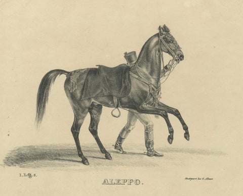 Antique Arabian Horse Lithograph “Aleppo” by August Jäger, 1846, close-up 1
