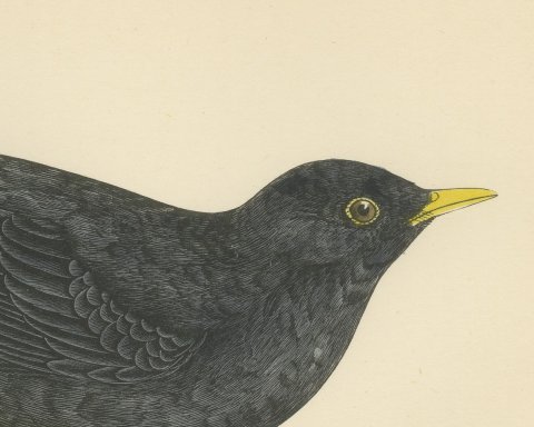 Blackbird on Grassy Ground, Antique Hand Colored Bird Print, Morris, 1896, close-up 1