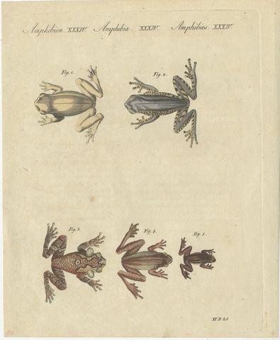 Five Tree Frogs, Antique Bertuch Print, Vienna, circa 1815, view 2