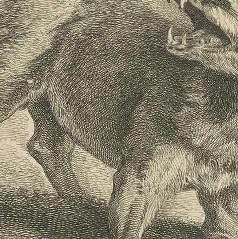 Renard, The Red Fox: An Original Detailed Etching - circa 1740, close-up 5