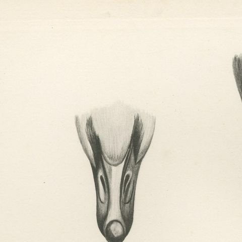 Heads of the Wild Geese, Antique Bird Print after Lilian Medland, circa 1909, close-up 2
