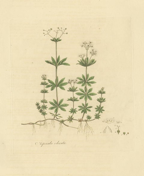 Antique Botany Print of Galium Odoratum by Curtis, circa 1817, view 3