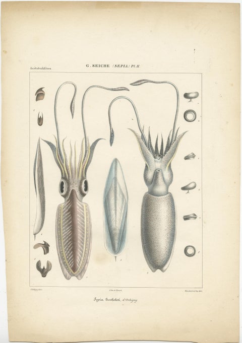 Antique Print of Sepia Bertheloti or the African Cuttlefish, 1845, view 2