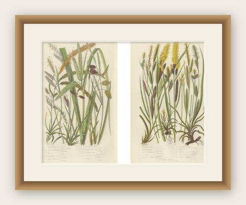 Maidenhair and European Bristle Ferns, Hand-Colored Engravings, 1873, shown framed