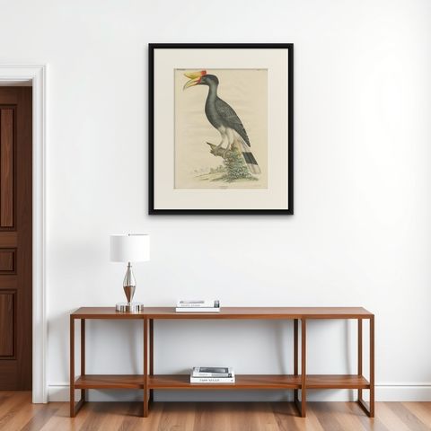 Antique Bird Print of the Rhinoceros Hornbill by Goldfuss, circa 1824, shown framed on a wall